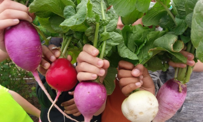 School Gardens Linked With Kids Eating More Vegetables